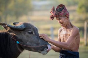 Thai farmer guiding a buffalo through a rice field during planting season in rural Thailand.