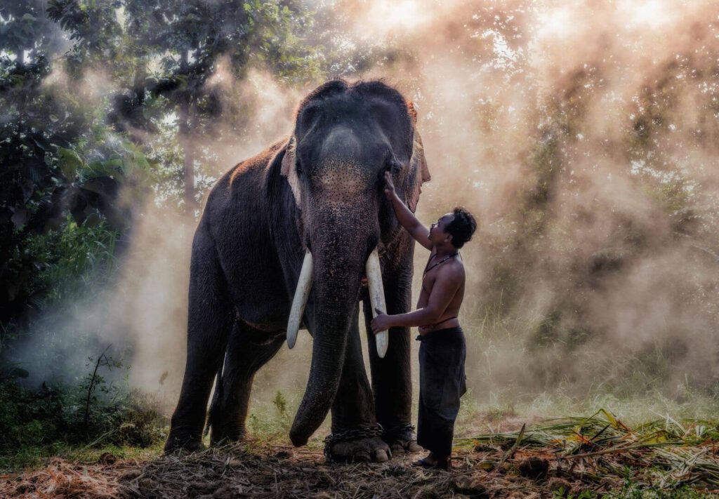 communities supporting wild thai elephants
