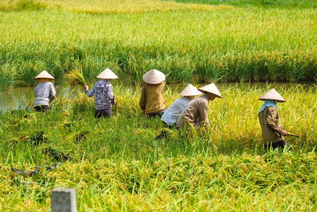 Thai women wearing wide-brimmed hats while planting rice in a flooded paddy field.