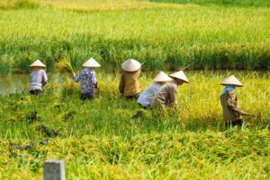 Thai women wearing wide-brimmed hats while planting rice in a flooded paddy field.