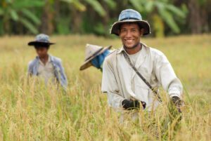 Thai farmer harvesting ripe rice with a sickle in a golden paddy field.
