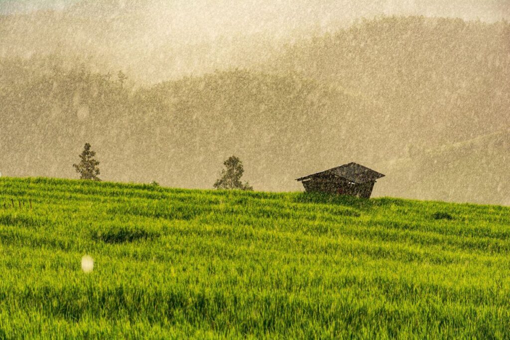 Rainfall over rice fields in Chiang Dao at the start of planting season – sustainable travel Thailand