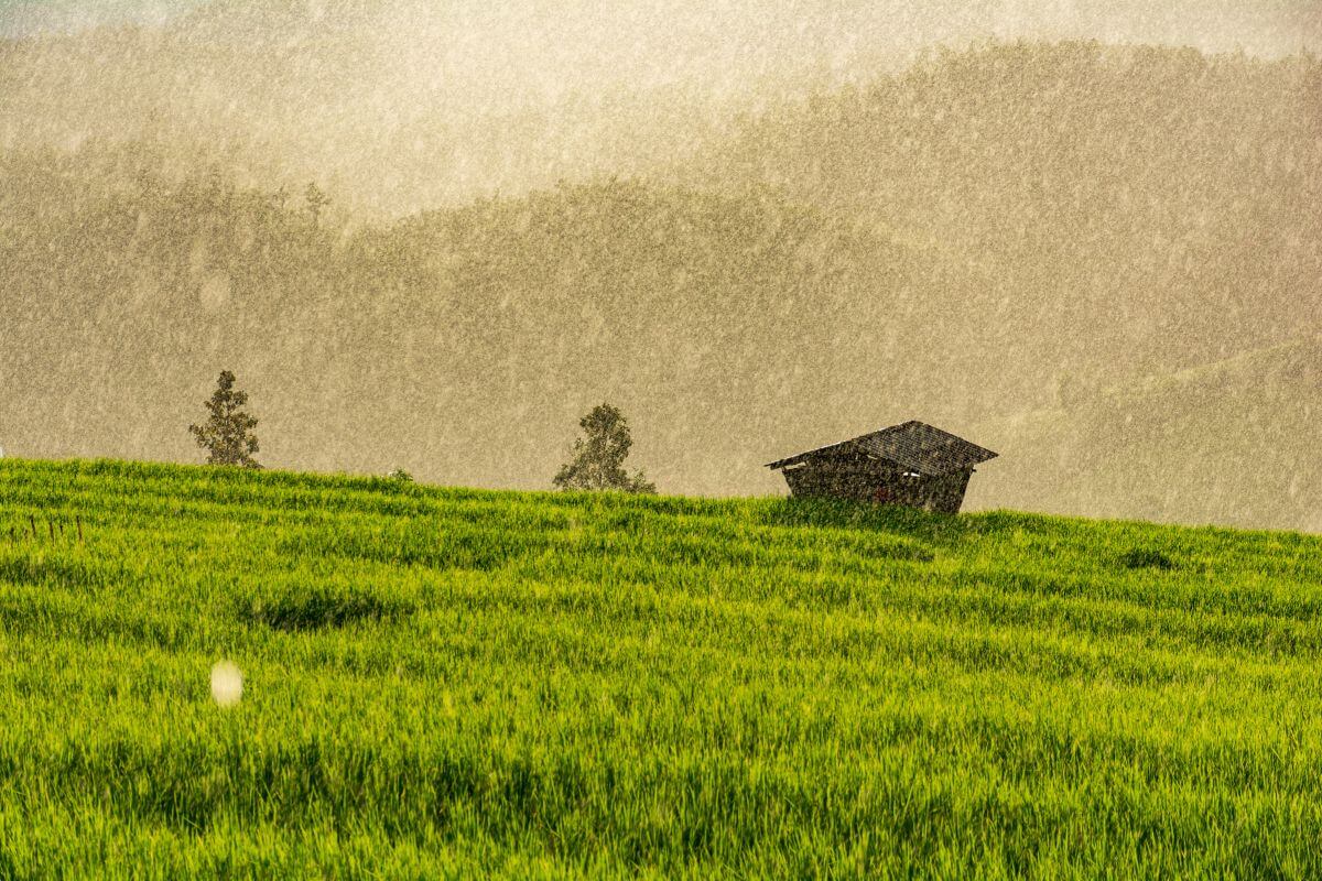 Lush green rice farms in the Chiang Dao valley during rainy season