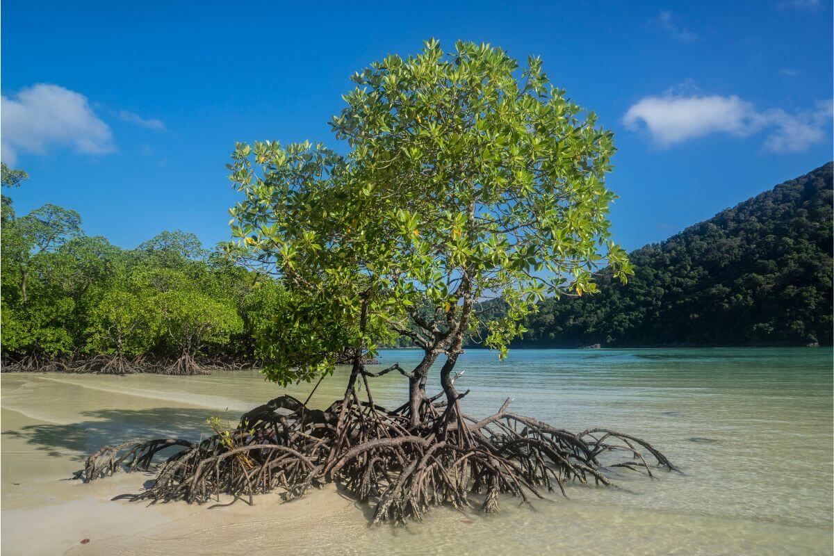 Off Path Thailand island adventure itinerary through mangroves and coastal landscapes in Koh Kood