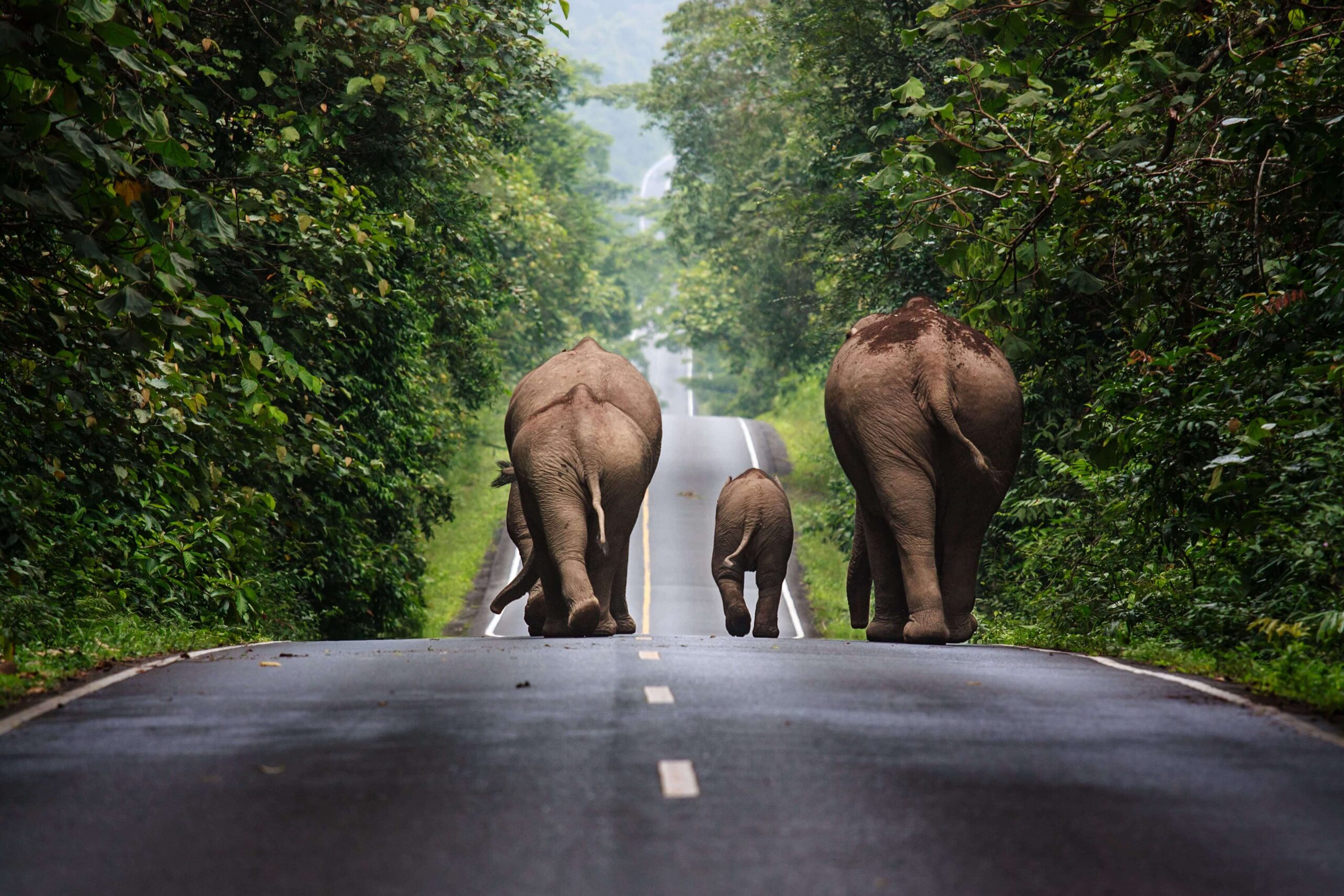 Thailand trip budget calculator 2026 hero image: elephant walking in Khao Yai National Park