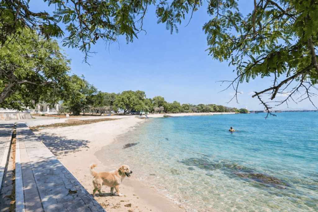 Person swimming in clear blue water at Koh Si Chang, one of the best beach day trips from Bangkok with a calm tropical coastline