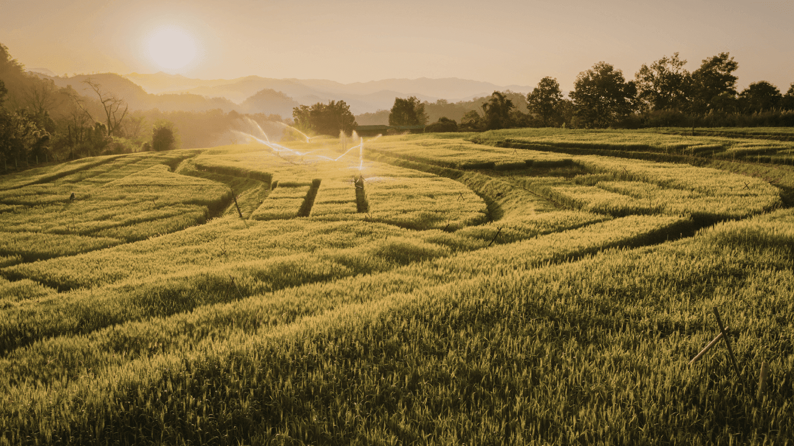 Rice fields in Chiang Mai