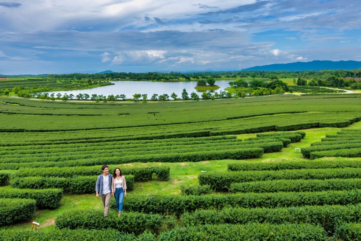 A highland coffee farm in Chiang Dao